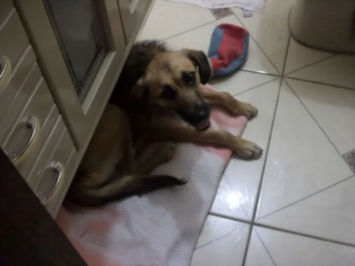 Cachorro ra a SRD idade 2 a 6 meses nome Charlote