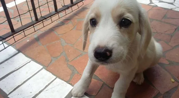 Cachorro ra a  idade 2 a 6 meses nome Pirata
