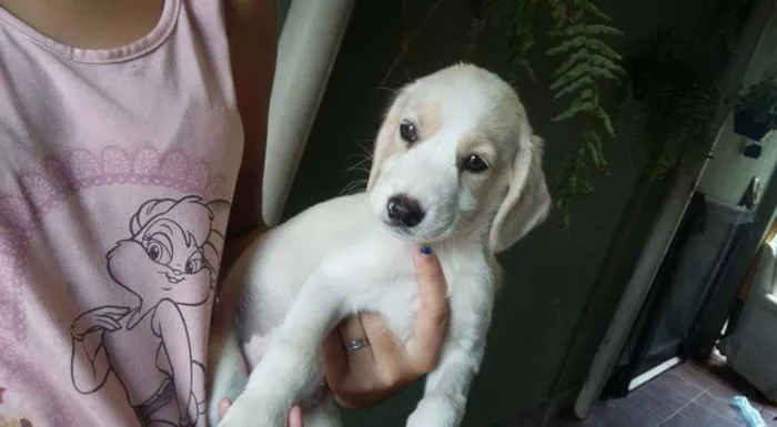 Cachorro ra a  idade 2 a 6 meses nome Pirata