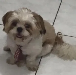 Cachorro raça Shitzu idade 7 a 11 meses nome Tequila