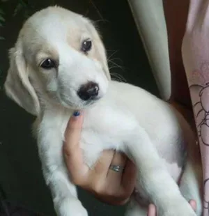 Cachorro raça  idade 2 a 6 meses nome Pirata