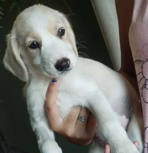 Cachorro ra a  idade 2 a 6 meses nome Pirata