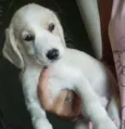 Pirata