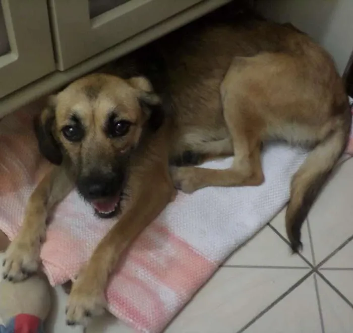 Cachorro ra a SRD idade 2 a 6 meses nome Charlote