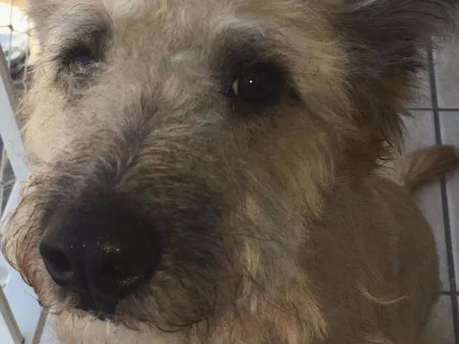 Cachorro ra a Vira Lata idade 7 a 11 meses nome Elijah