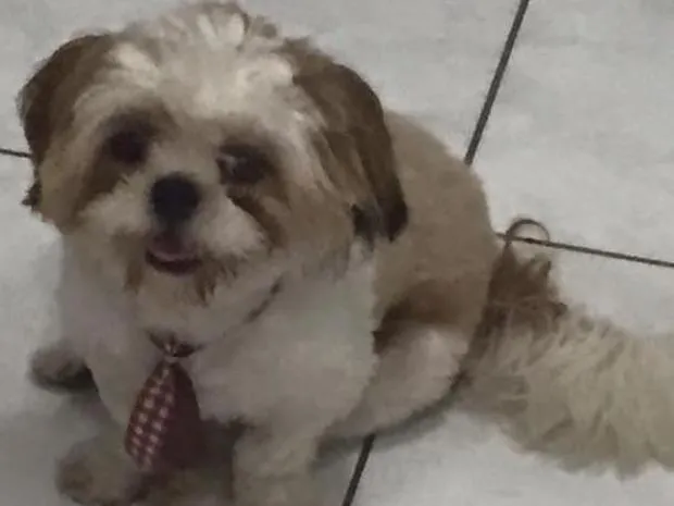 Cachorro ra a Shitzu idade 7 a 11 meses nome Tequila