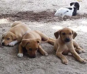 Cachorro raça SRD idade 2 a 6 meses nome Sem nome definido