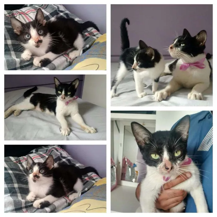 Gato ra a Gato idade 2 a 6 meses nome Rebeca e Romeo