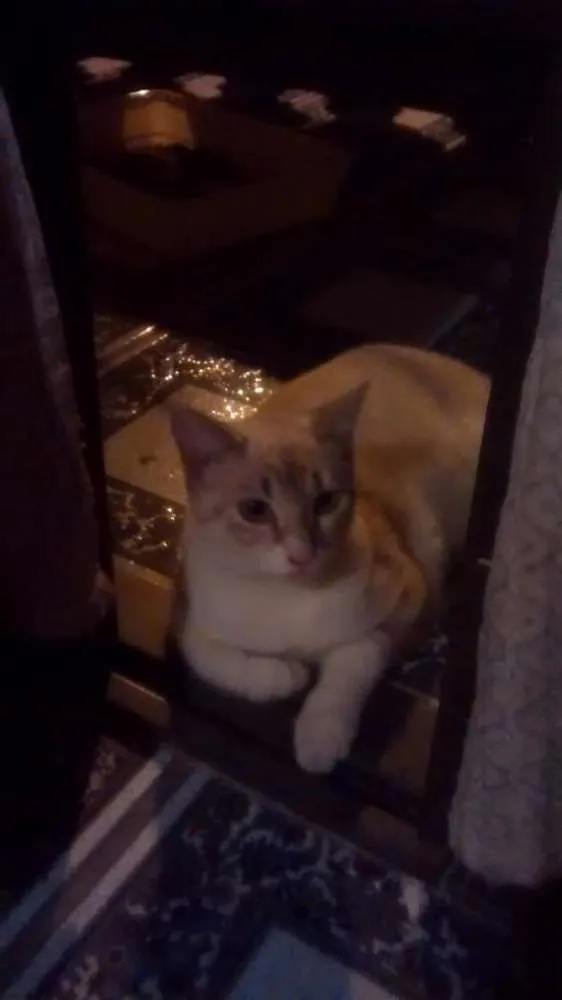 Gato ra a Indefinida idade 3 anos nome Floquinho