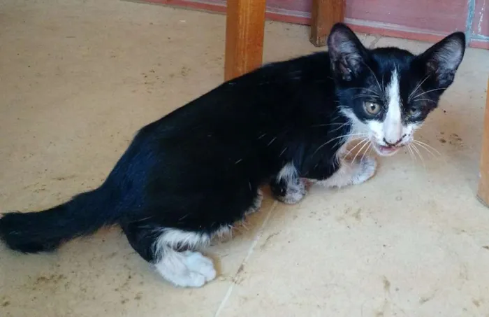 Gato raça Viralata idade 2 a 6 meses nome Natalina