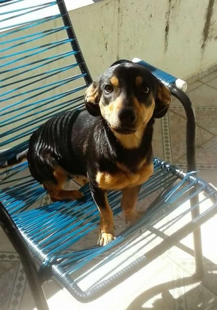 Cachorro raça  idade 1 ano nome Nina 