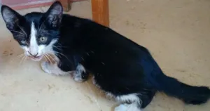 Gato raça Viralata idade 2 a 6 meses nome Natalina