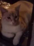 Floquinho