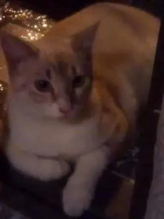 Gato ra a Indefinida idade 3 anos nome Floquinho