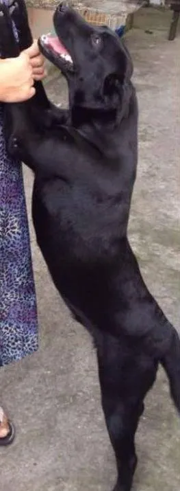 Cachorro raça indefinida idade 1 ano nome Neguinha