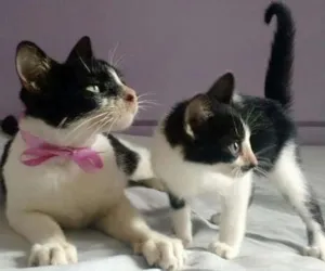 Gato raça Gato idade 2 a 6 meses nome Rebeca e Romeo
