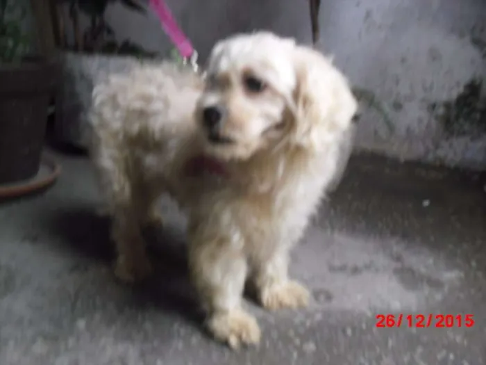 Cachorro ra a Poodle idade 1 ano nome MILA