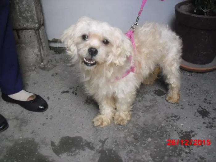 Cachorro ra a Poodle idade 1 ano nome MILA