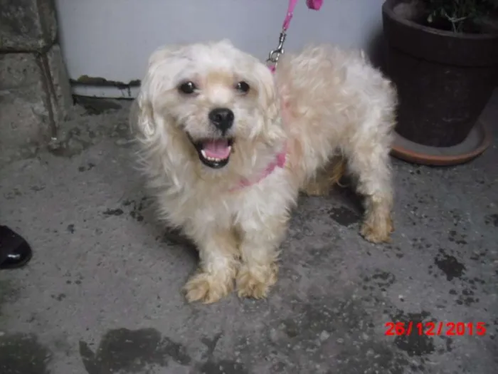 Cachorro ra a Poodle idade 1 ano nome MILA