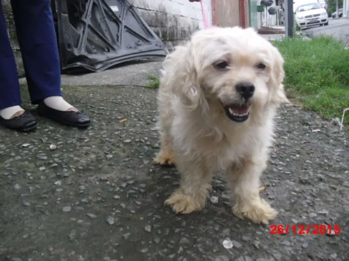 Cachorro ra a Poodle idade 1 ano nome MILA