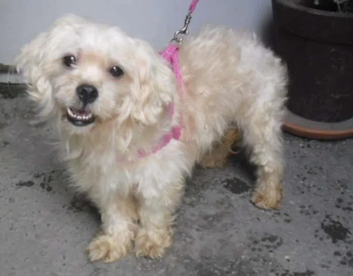 Cachorro ra a Poodle idade 1 ano nome MILA
