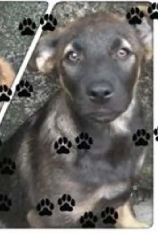 Cachorro raça não definida idade 1 ano nome Zagaia