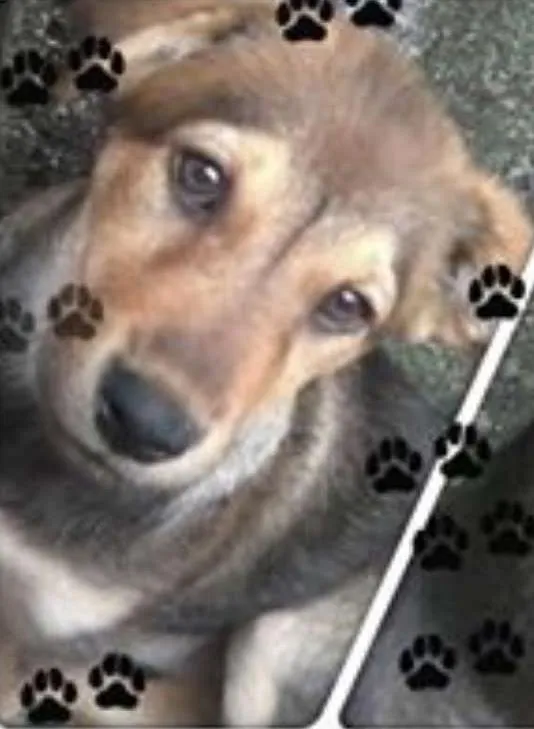 Cachorro raça raça não definida idade 1 ano nome kiara