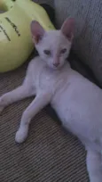 Gatinha