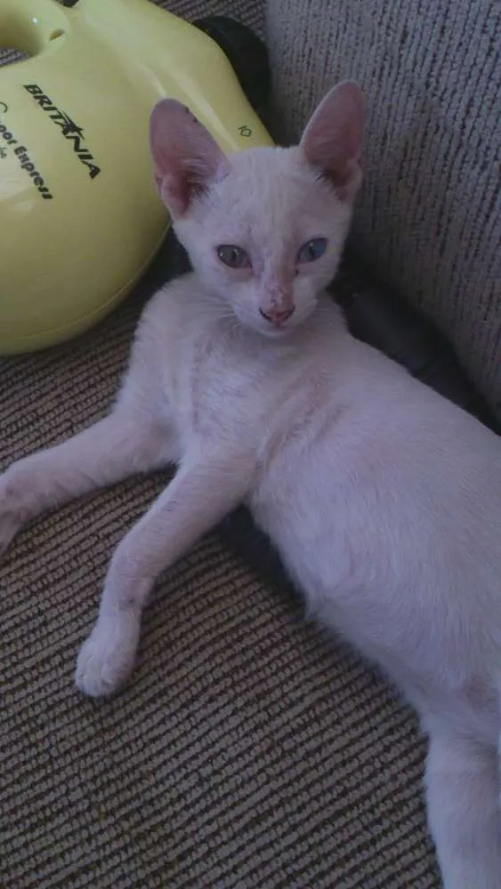 Gato raça  idade Abaixo de 2 meses nome Gatinha