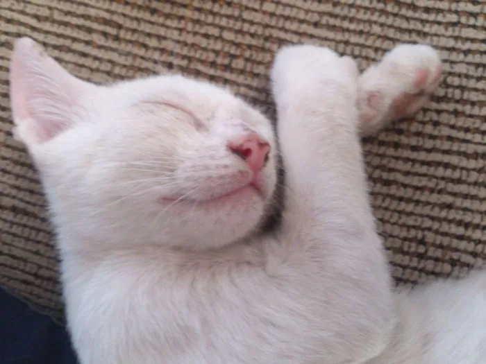 Gato raça  idade Abaixo de 2 meses nome Gatinha