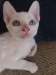 Gatinha