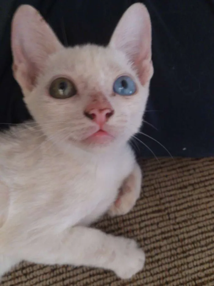Gato raça  idade Abaixo de 2 meses nome Gatinha