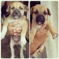 cachorros