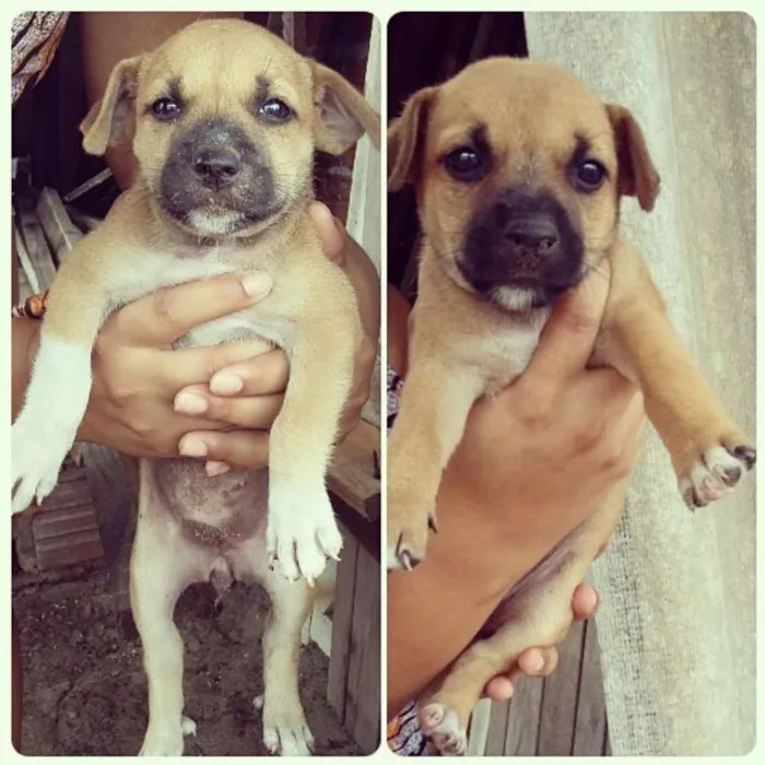 Cachorro ra a vira-lata  idade 2 a 6 meses nome cachorros