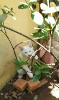 Gatão