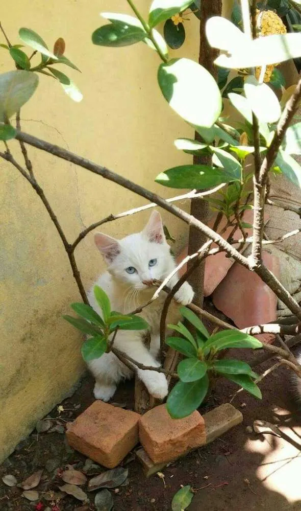 Gato raça Angorá idade 2 a 6 meses nome Gatão