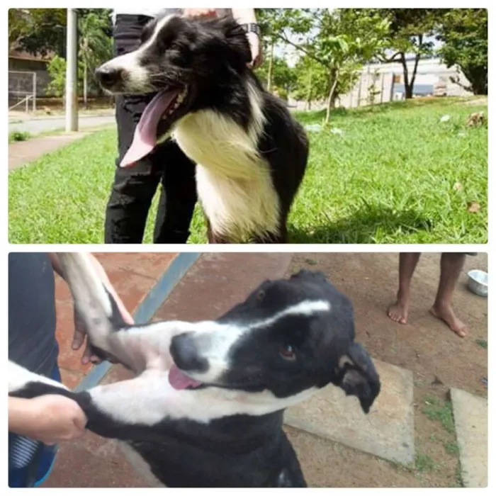 Cachorro ra a BoRder Collie idade 3 anos nome SCOTT