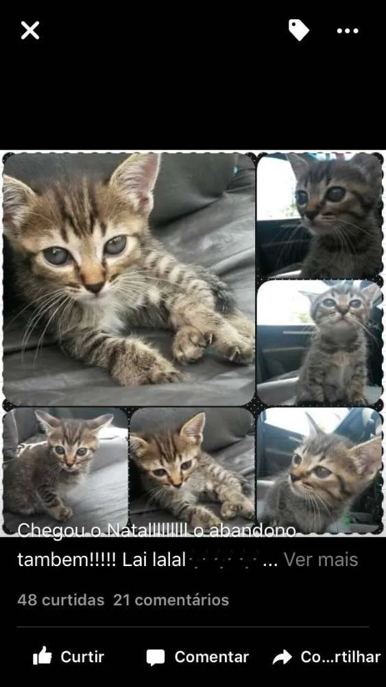 Gato ra a SRD idade Abaixo de 2 meses nome Tigresinha