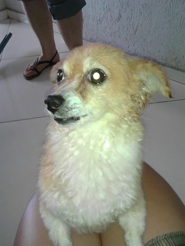 Cachorro ra a SRD idade 6 ou mais anos nome Desconhecido 