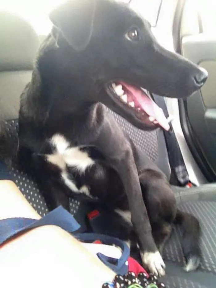Cachorro ra a vira lata idade  nome Pretinha