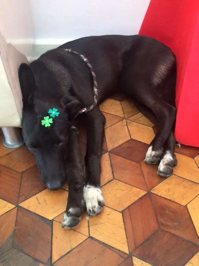 Cachorro ra a vira lata idade  nome Pretinha