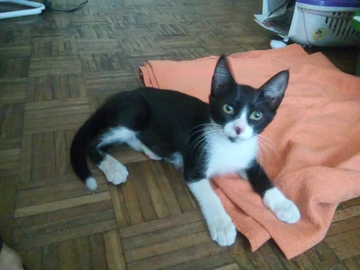 Gato ra a SRD idade 2 a 6 meses nome Frajola