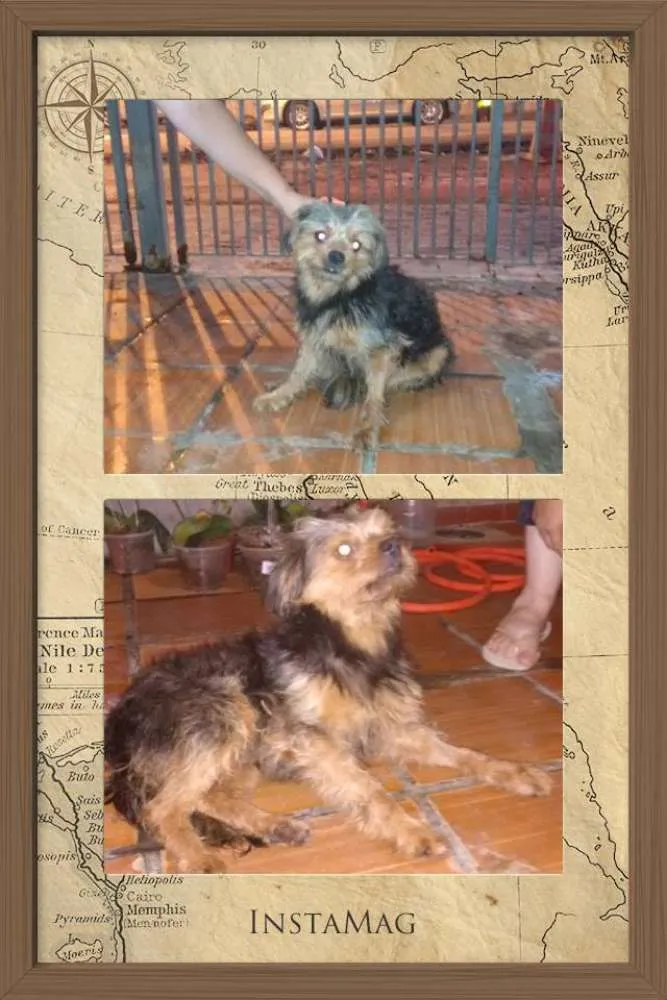 Cachorro ra a SRD idade 2 anos nome Juninho