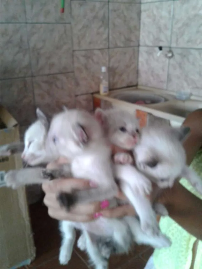 Gato ra a RSD idade Abaixo de 2 meses nome não tem ainda