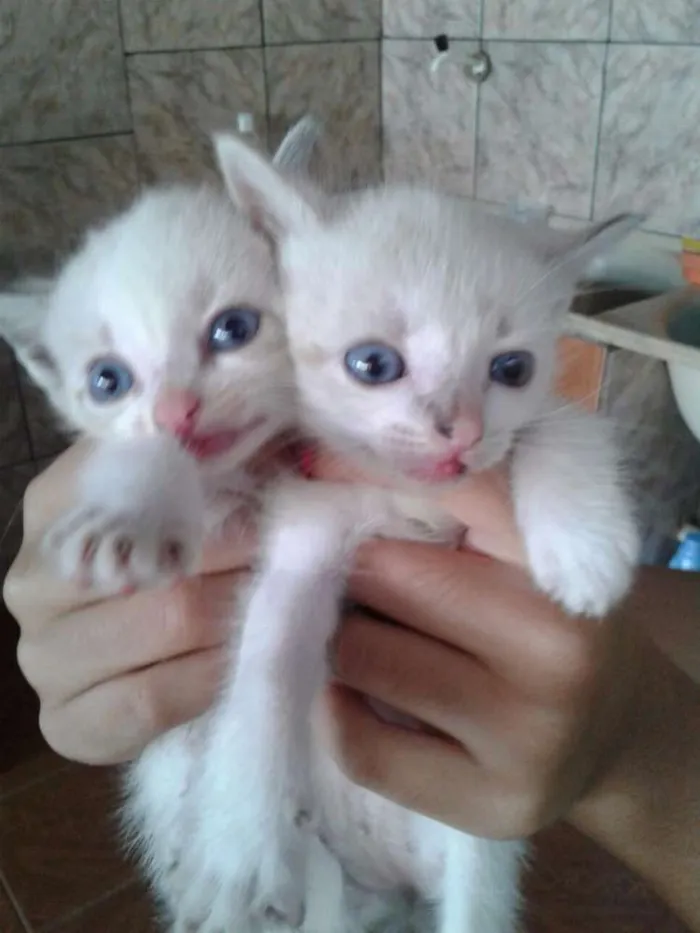 Gato ra a RSD idade Abaixo de 2 meses nome não tem ainda