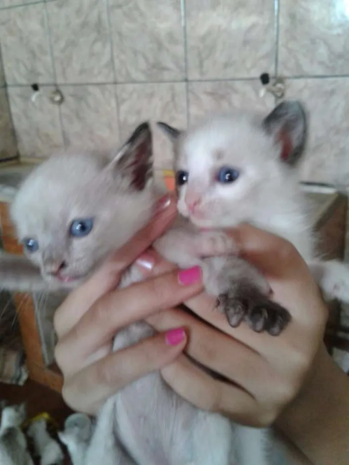 Gato ra a RSD idade Abaixo de 2 meses nome não tem ainda
