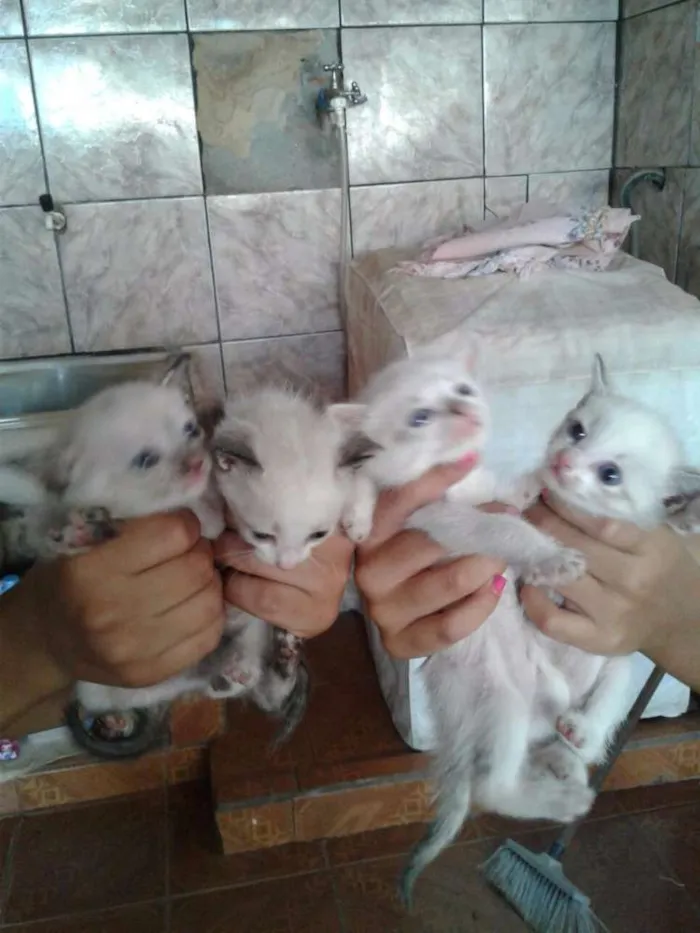 Gato ra a RSD idade Abaixo de 2 meses nome não tem ainda