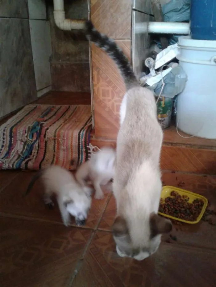 Gato ra a RSD idade Abaixo de 2 meses nome não tem ainda
