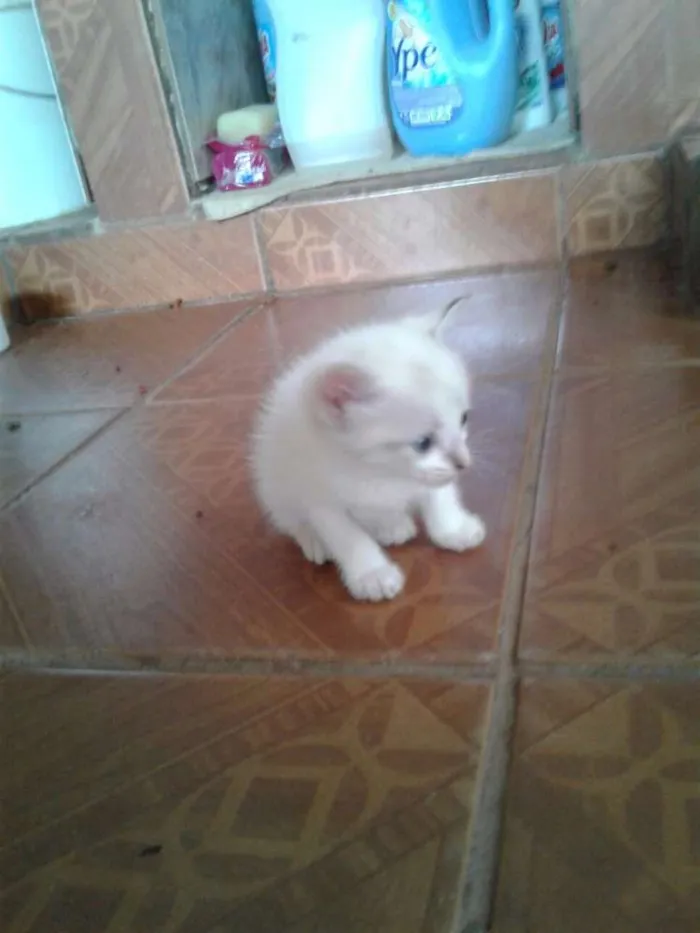 Gato ra a RSD idade Abaixo de 2 meses nome não tem ainda