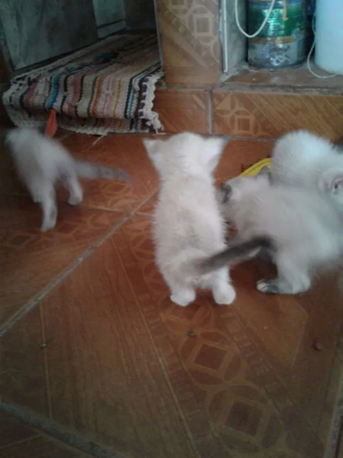 Gato ra a RSD idade Abaixo de 2 meses nome não tem ainda